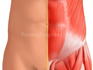 Abdominal wall muscles